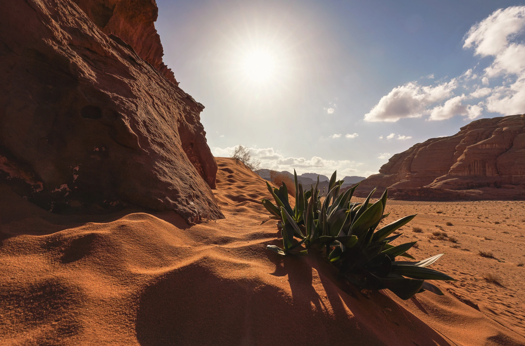 The Elements collection landscape